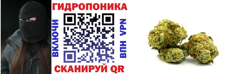 Марихуана семена Западная Двина